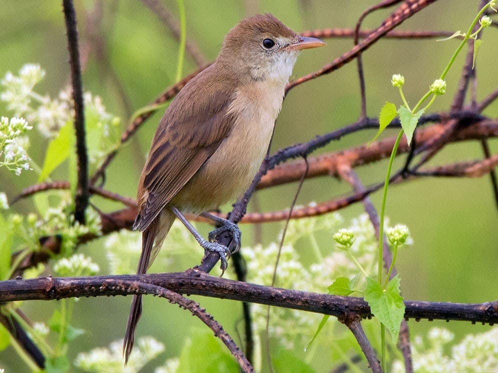 Thick-billed Warbler